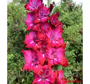 Гладіолус великоквітковий San Siro (Сан-Сіро) 8/10 3 шт./уп. Гладіолус великоквітковий San Siro (Сан-Сіро) 8/10 3 шт./уп.