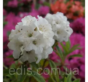 Рододендрон Arctic Tern у контейнері 2 л Рододендрон Arctic Tern у контейнері 2 л