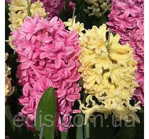 Арт-набір Солодка парочка, 2 цибулини гіацинтів Арт-набір Солодка парочка, 2 цибулини гіацинтів