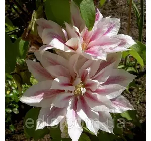 Клематис Andromeda (Андромеда) Клематис Andromeda (Андромеда)