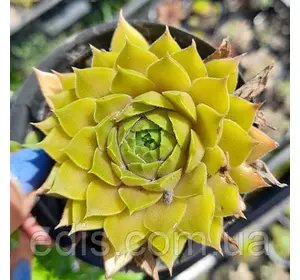 Молодило Leo (Лео), Ø 15 см. Молодило Leo (Лео), Ø 15 см.