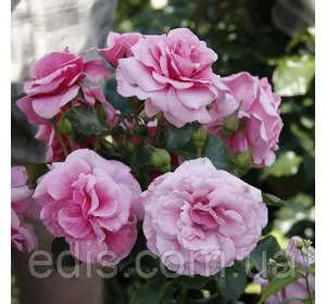 Троянда бордюрна Соня (Sonia) Троянда бордюрна Соня (Sonia)