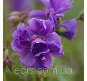 Садова Герань гімалайська Plenum (Пленум) Садова Герань гімалайська Plenum (Пленум)
