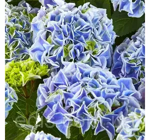 Гортензія великолисткова Saxon Candy Heart Blue Гортензія великолисткова Saxon Candy Heart Blue