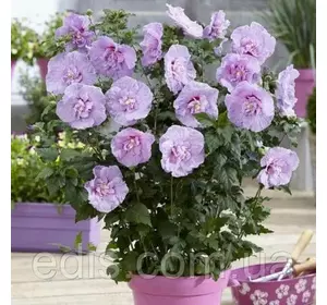 Гібіскус махровий Lavender Chiffon у контейнері 1 л Гібіскус махровий Lavender Chiffon у контейнері 1 л