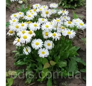 Маргаритка гібридна Ромашкова, контейнер Р9 Маргаритка гібридна Ромашкова, контейнер Р9