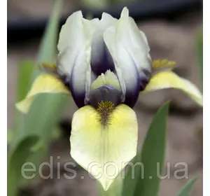 Ірис карликовий Tsikavynka (Цикавинка) Ірис карликовий Tsikavynka (Цикавинка)