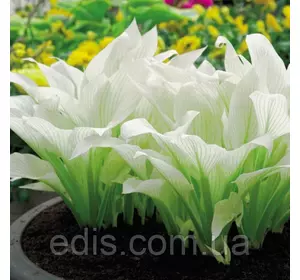 Хоста White Feather (Уайт Фезе) кореневище Хоста White Feather (Уайт Фезе) кореневище