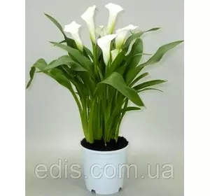 Калла клубнева Caddes (Коддес) 1 бульба Калла клубнева Caddes (Коддес) 1 бульба