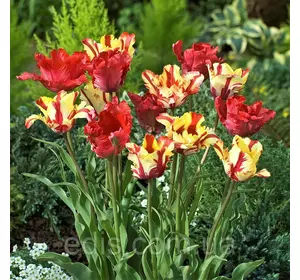 Арт-набір Жар-птиця (тюльпани попугайні) 7 цибулин Арт-набір Жар-птиця (тюльпани попугайні) 7 цибулин