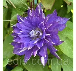 Клематис Teshio (Тешио), Р9 Клематис Teshio (Тешио), Р9