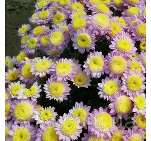 Хризантема Vanilla (Ваніла) корейська контейнер 0,5 л Хризантема Vanilla (Ваніла) корейська контейнер 0,5 л