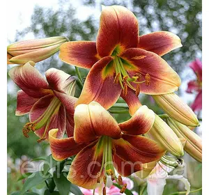 Лілія гігант Debby (Деббі) 1 цибулина 12/14 Лілія гігант Debby (Деббі) 1 цибулина 12/14