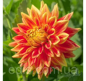 Жоржина Sun Explosion (Сан Экспложн) Жоржина Sun Explosion (Сан Экспложн)