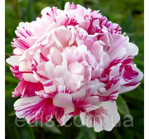 Півонія Candy Stripe (Кенді Страйп) кореневище Півонія Candy Stripe (Кенді Страйп) кореневище