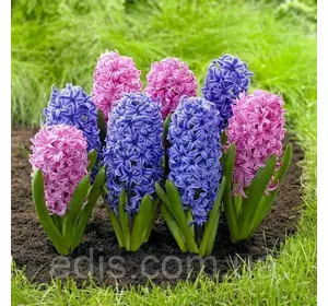 Арт-набір Блакитна мрія, 2 цибулини гіацинтів Арт-набір Блакитна мрія, 2 цибулини гіацинтів