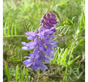 Трава Віка 1 кг Трава Віка 1 кг