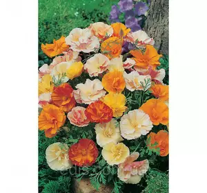 Ешольція махрова суміш 0,3 г, насіння Яскрава Ешольція махрова суміш 0,3 г, насіння Яскрава