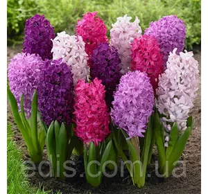 Арт-набір Доброго Ранку, 4 цибулини гіацинтів Арт-набір Доброго Ранку, 4 цибулини гіацинтів