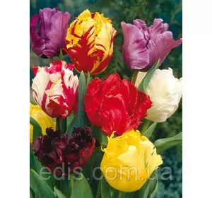 Колекція папугових тюльпанів 10 сортів 20 цибулин Колекція папугових тюльпанів 10 сортів 20 цибулин