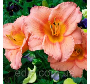 Лілейник Siloam Little Girl (Сілоам Літтл Гел) Лілейник Siloam Little Girl (Сілоам Літтл Гел)