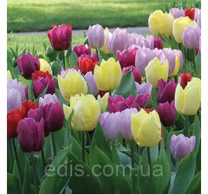 Арт-набір Фолк, 12 цибулин тюльпанів Арт-набір Фолк, 12 цибулин тюльпанів