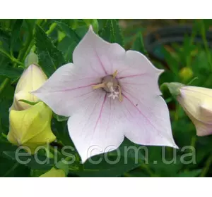 Платикодон Fuji Pink (широкодзвоник високий) Платикодон Fuji Pink (широкодзвоник високий)