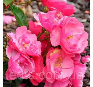 Троянда флорібунда Анжела (Angela) Троянда флорібунда Анжела (Angela)