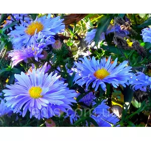 Айстра багаторічна Lady in Blue (сентябринка) Айстра багаторічна Lady in Blue (сентябринка)