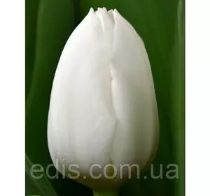 Тюльпан Тріумф Royal Virgin (Ройял Виржин) 3 цибулини/уп. Тюльпан Тріумф Royal Virgin (Ройял Виржин) 3 цибулини/уп.