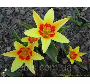 Тюльпан Кауфмана Guiseppe Verdi (Джузеппе Верді) 3 цибулинки Тюльпан Кауфмана Guiseppe Verdi (Джузеппе Верді) 3 цибулинки