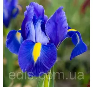 Ірис голландський (Ксифіум) Blue Magic (Блю Меджик) 3 цибулини Ірис голландський (Ксифіум) Blue Magic (Блю Меджик) 3 цибулини