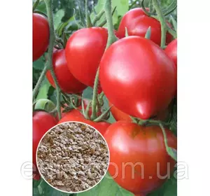 Томат Надія Тарасенко 10 г., вагове насіння Томат Надія Тарасенко 10 г., вагове насіння
