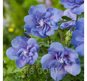 Гібіскус сирійський махровий Blue Chiffon (Блю Шиффон) Гібіскус сирійський махровий Blue Chiffon (Блю Шиффон)