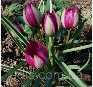 Тюльпан ботанічний Pulchella Persian Pearl (Пулчелла Персіан Перл) 3 цибулинки Тюльпан ботанічний Pulchella Persian Pearl (Пулчелла Персіан Перл) 3 цибулинки