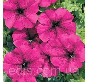 Петунія крупноквіткова Сільвія F1, 10 шт., насіння PREMIUM Петунія крупноквіткова Сільвія F1, 10 шт., насіння PREMIUM