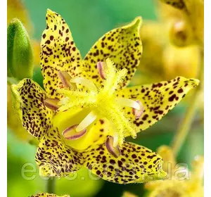 Тріціртіс Golden Festival Тріціртіс Golden Festival