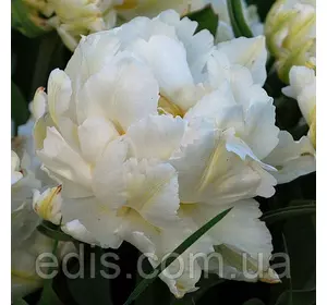 Тюльпан махровий ранній Cardinal Mindszenty (Кардинал Міндсенті) 3 цибулинки Тюльпан махровий ранній Cardinal Mindszenty (Кардинал Міндсенті) 3 цибулинки