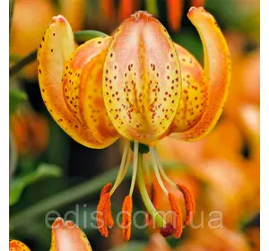 Лілія Мартагон Peppard Gold 1 луковица 12/14 Лілія Мартагон Peppard Gold 1 луковица 12/14