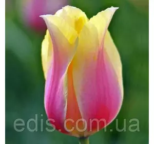 Тюльпан гігантський Blushing Lady (Блашин Леді) 3 цибулинки Тюльпан гігантський Blushing Lady (Блашин Леді) 3 цибулинки