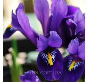 Ірідодіктіум Pixie (ірис сітчастий Пікс) 5 цибулин Ірідодіктіум Pixie (ірис сітчастий Пікс) 5 цибулин