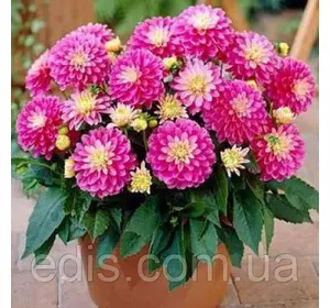 Жоржина низькоросла Gallery Rembrandt Жоржина низькоросла Gallery Rembrandt