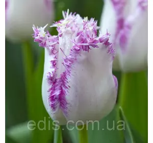 Тюльпан Aria Cards (Аріа Кардс) оторочений 3 цибулини Тюльпан Aria Cards (Аріа Кардс) оторочений 3 цибулини