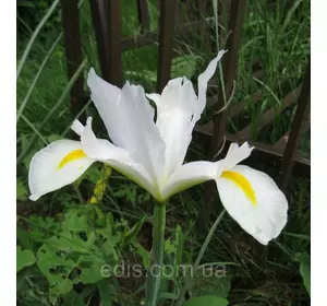 Ірис голландський (Ксифіум) White Dream (Уайт Дрім) 3 цибулини Ірис голландський (Ксифіум) White Dream (Уайт Дрім) 3 цибулини