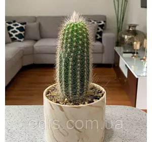 Кактус Ехінопсіс h=10-15 см. Кактус Ехінопсіс h=10-15 см.