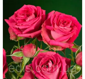 Роза спрей Меджик Пепіта (Magic Pepita) Роза спрей Меджик Пепіта (Magic Pepita)