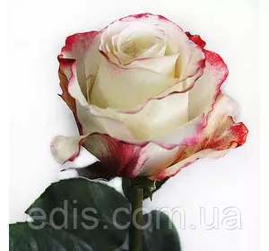 Троянда Світнес (Sweetness) чайно-гібридна Троянда Світнес (Sweetness) чайно-гібридна