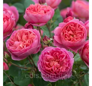 Троянда в'юнка англійська Sweet Kiss (Солодкий поцілунок) Троянда в'юнка англійська Sweet Kiss (Солодкий поцілунок)