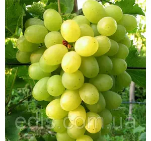 Виноград Новий Подарунок Запоріжжю Виноград Новий Подарунок Запоріжжю