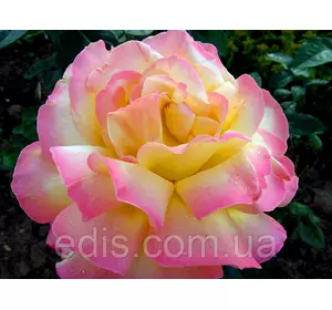 Троянда Глорія Дей (Gloria Dei) чайно-гібридна Троянда Глорія Дей (Gloria Dei) чайно-гібридна